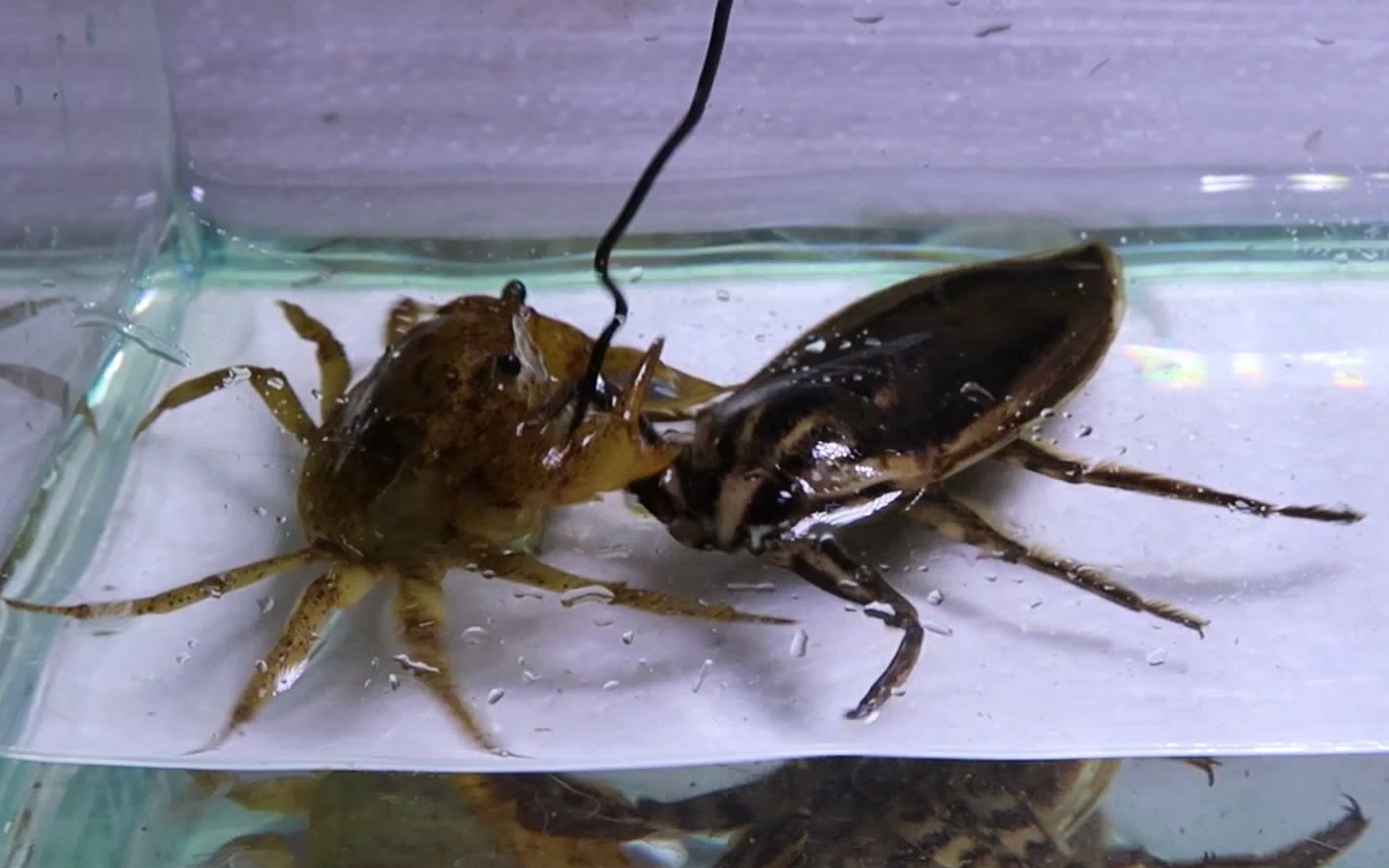 【youtube】印度田鳖 vs 某束腰蟹_哔哩哔哩_bilibili