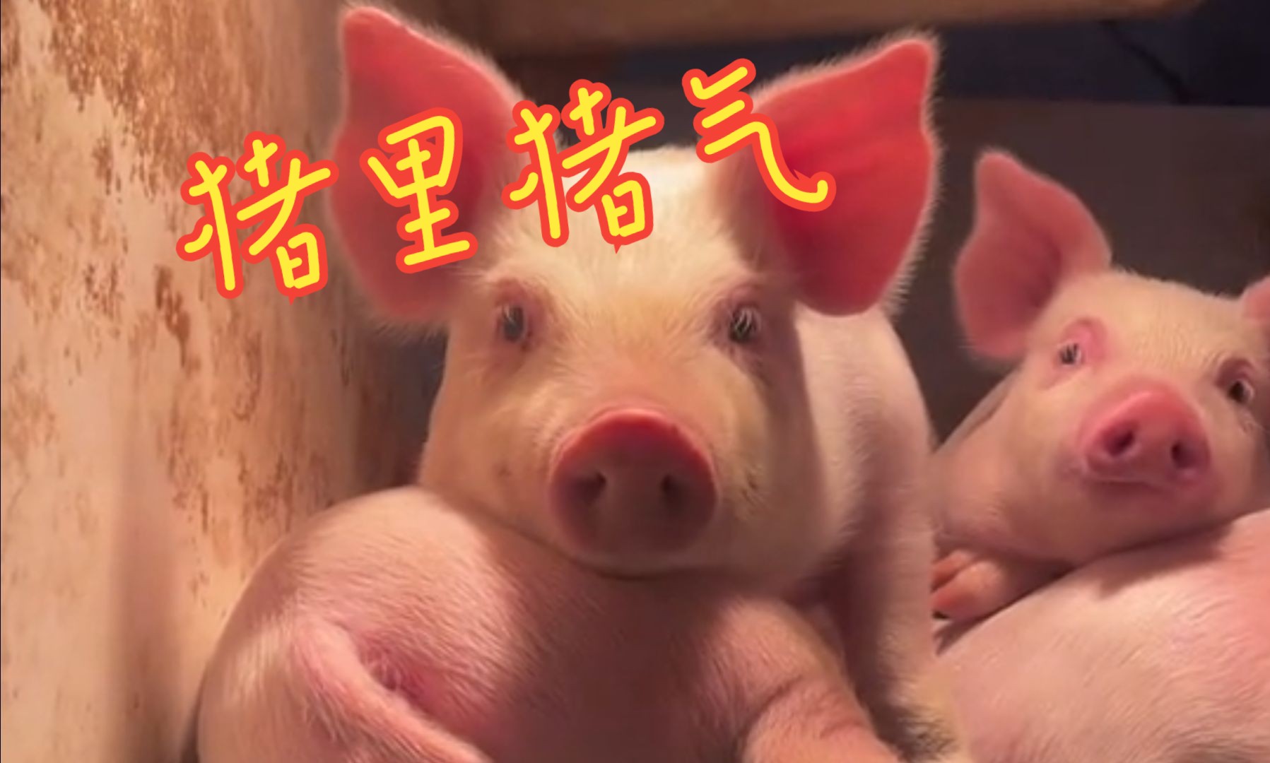 搞笑解说,猪:白白胖胖,充满希望.