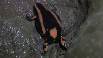 Télécharger la video: 双带介间姬蛙 红带步行蛙 红椒蛙 Phrynomantis bifasciatus （yt@bobhumphries1473