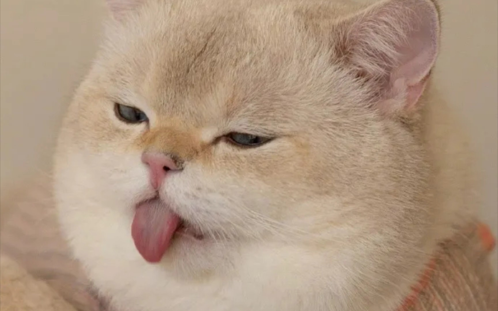 虎头虎脑的大脸盘子猫!最后一张好凶哦!