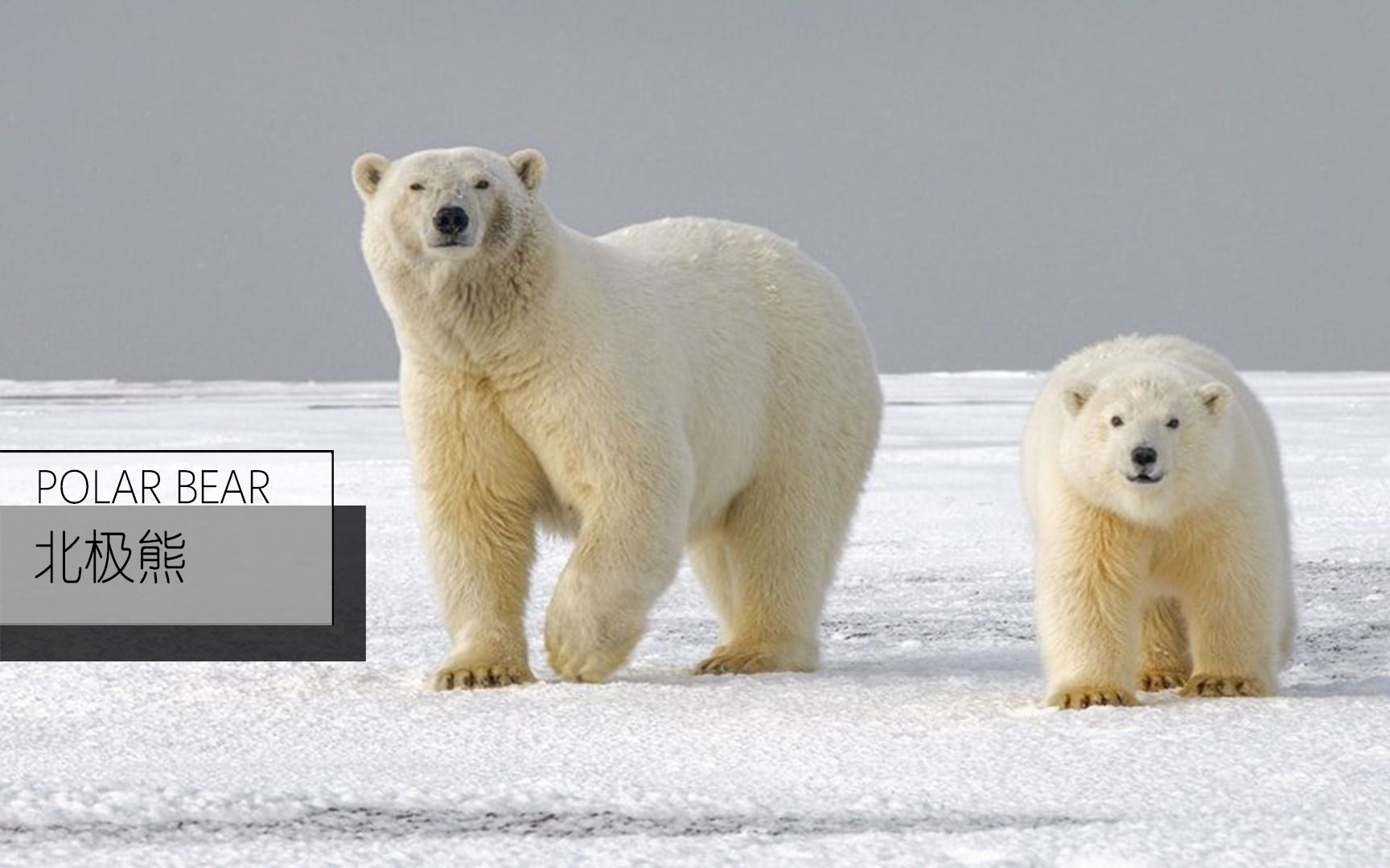 【北极熊】这个大白胖子呆萌的样子仅次于熊猫