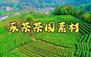 Download Video: 短视频素材：082采茶茶园视频素材|何止于茶香，茶山风景独好~