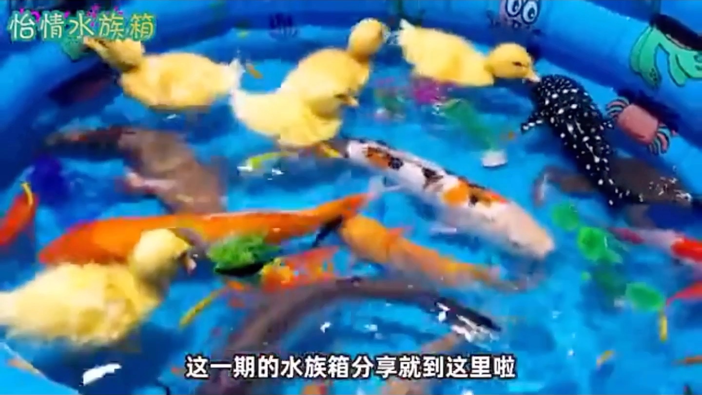 [图]吐槽怡情水族箱1