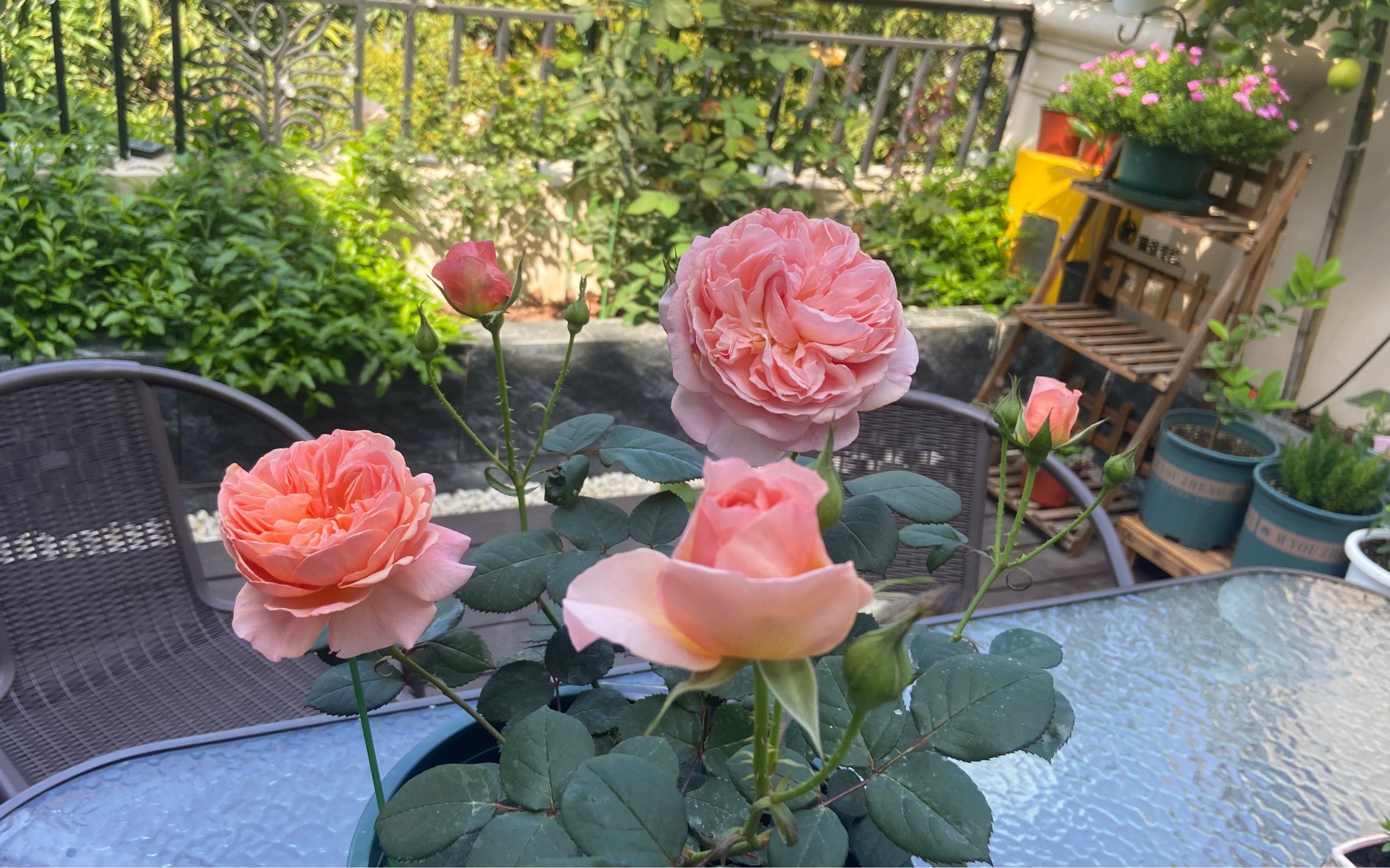 香织装饰月季小苗从压枝到开花