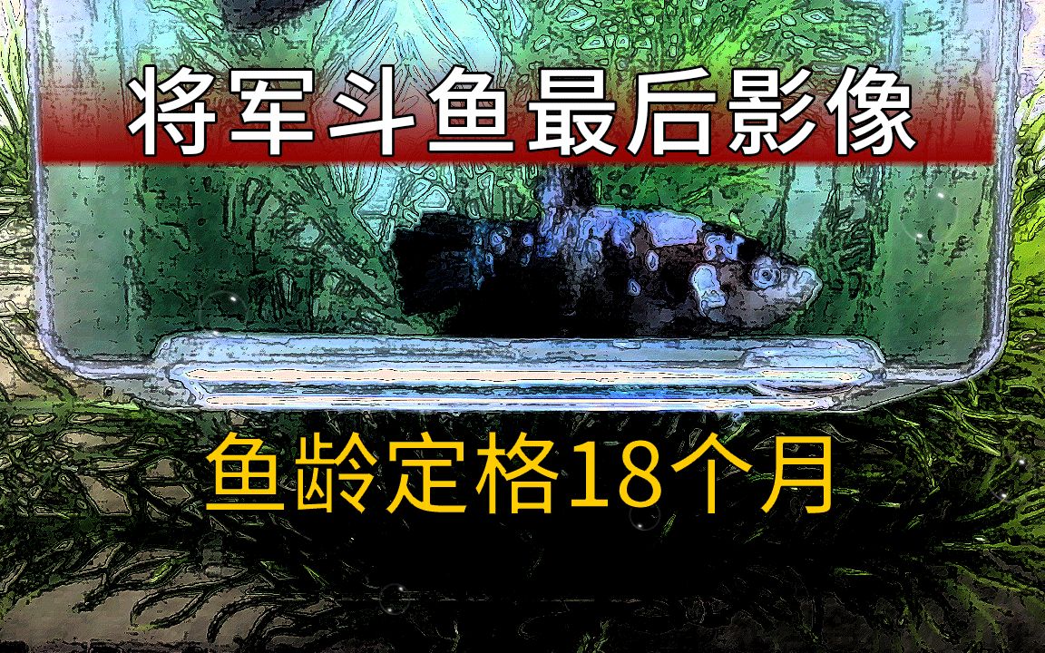 泰国斗鱼KOI将军斗鱼濒死影像,病死将军斗鱼一条,病因未知哔哩哔哩bilibili