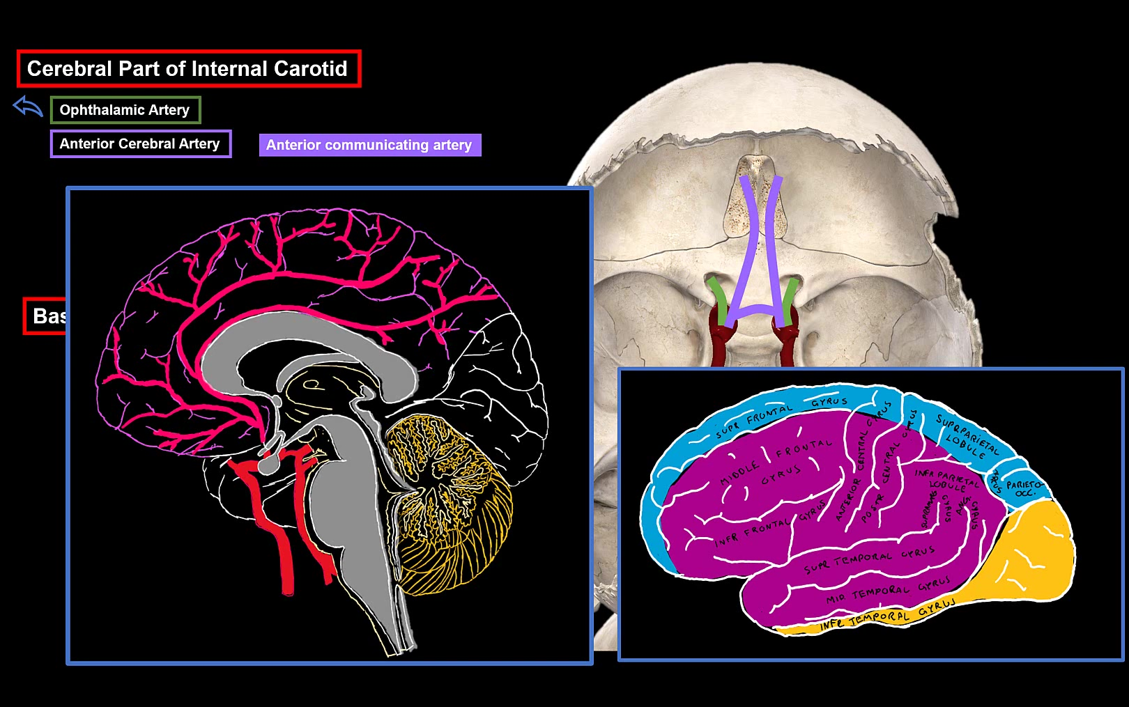 carotid artery图片