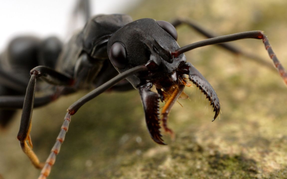 世界上最大的蚂蚁巨型图片