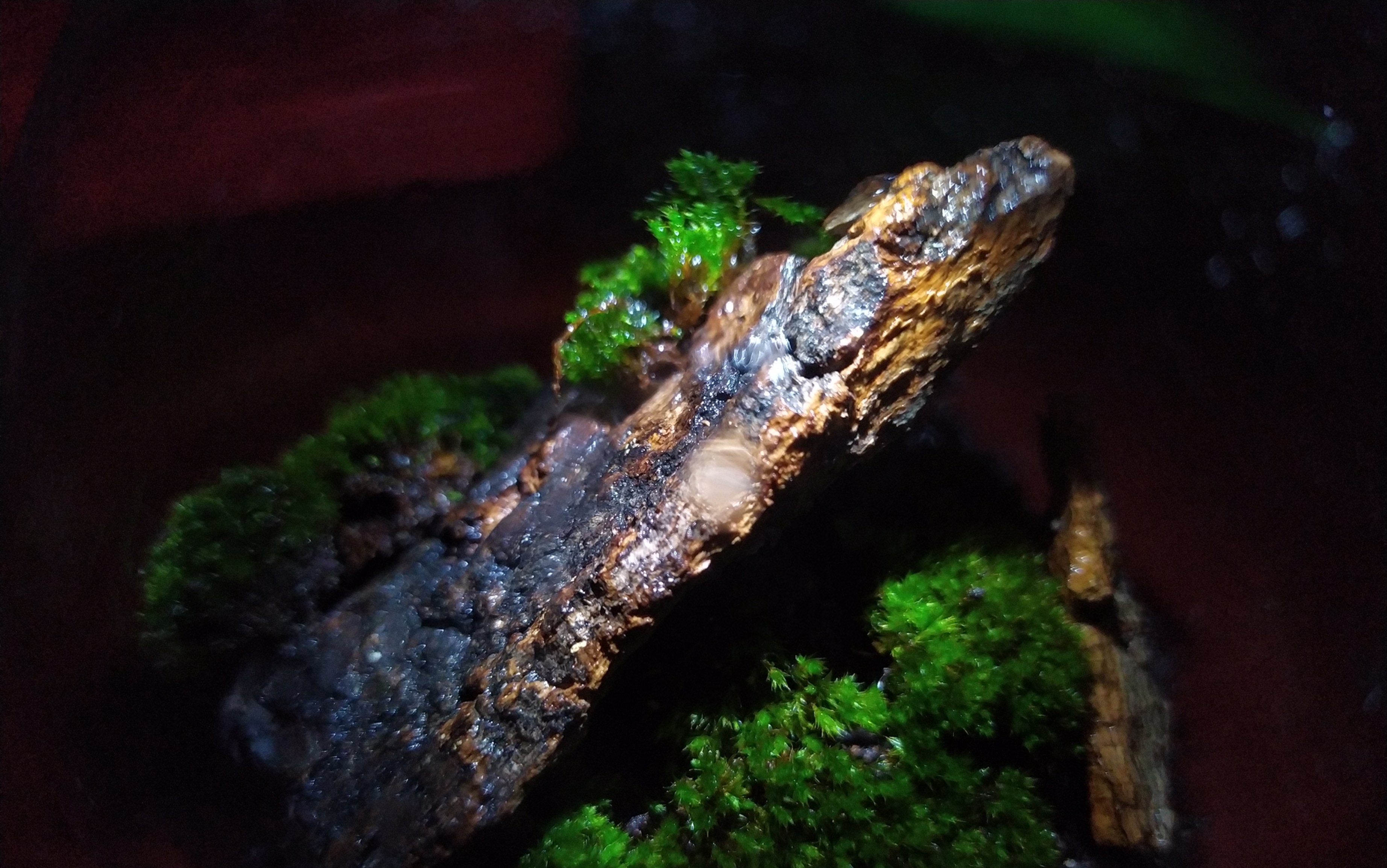 开箱两个成体印度狼蝎 造景(造景摄像忘了开了)_哔哩哔哩 (゜-゜)つロ