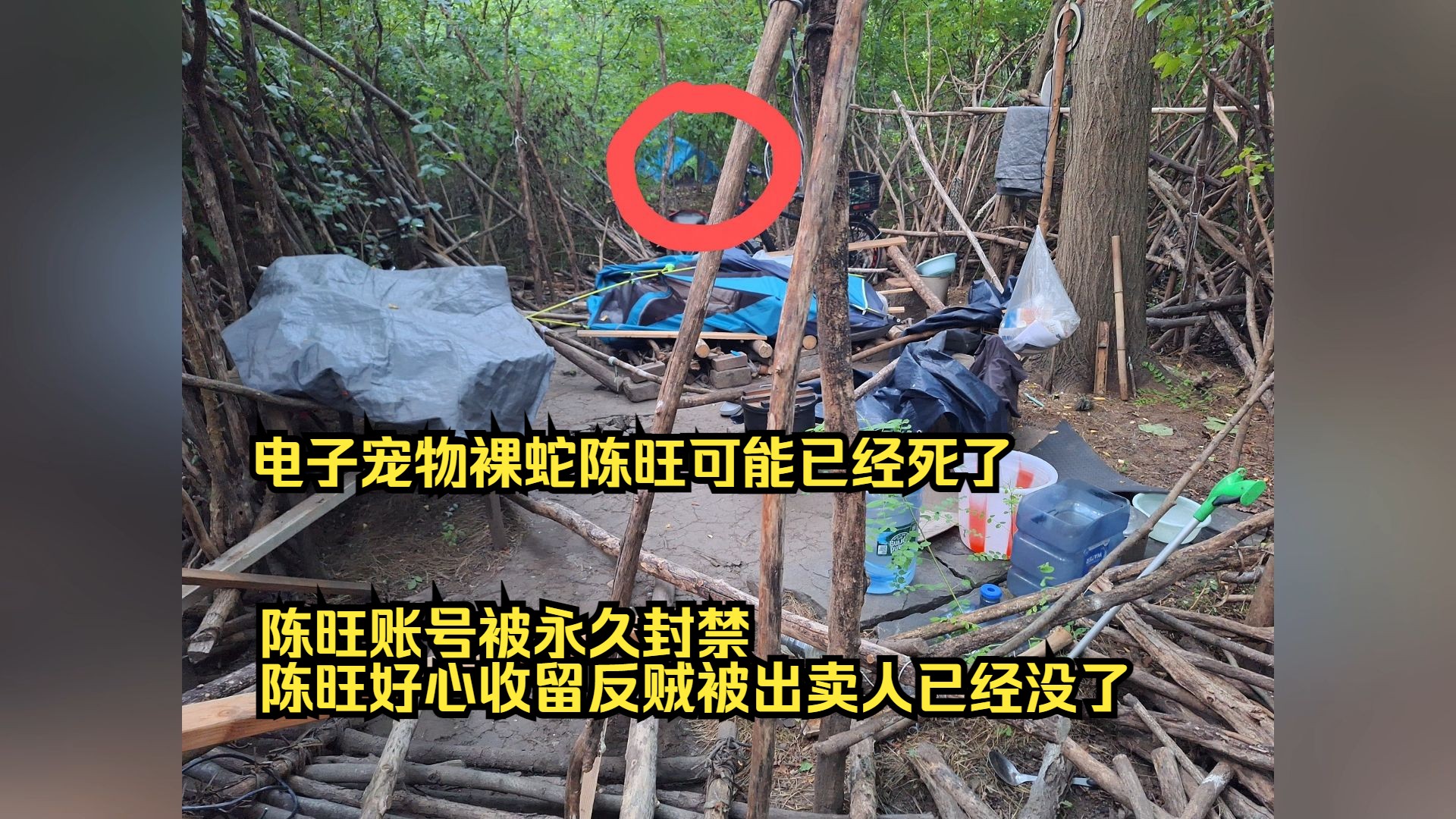 电子宠物裸蛇陈旺创业未半而中道崩殂,陈旺账号被冻结