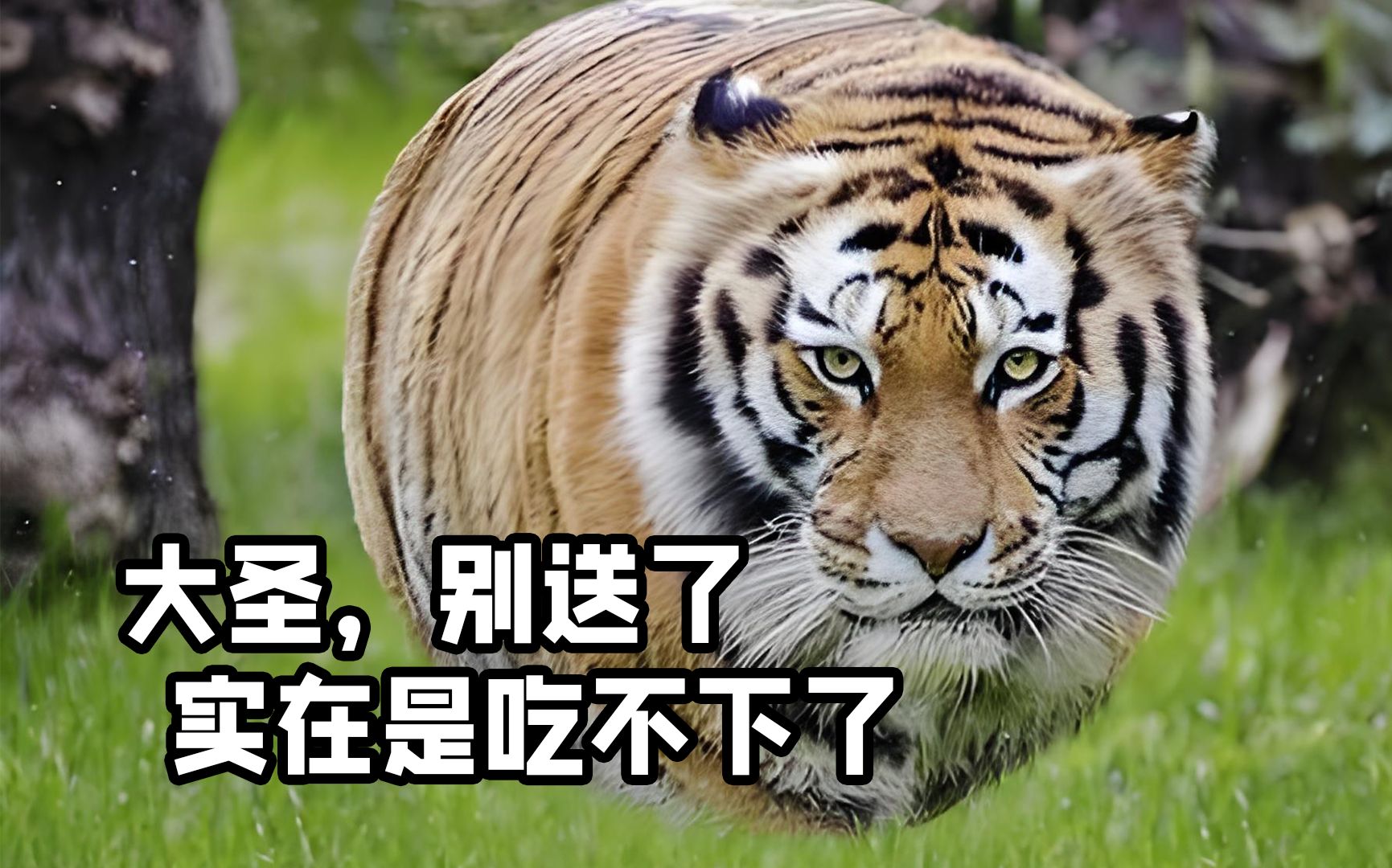 壁纸 动物 虎 老虎 桌面 1731_1080