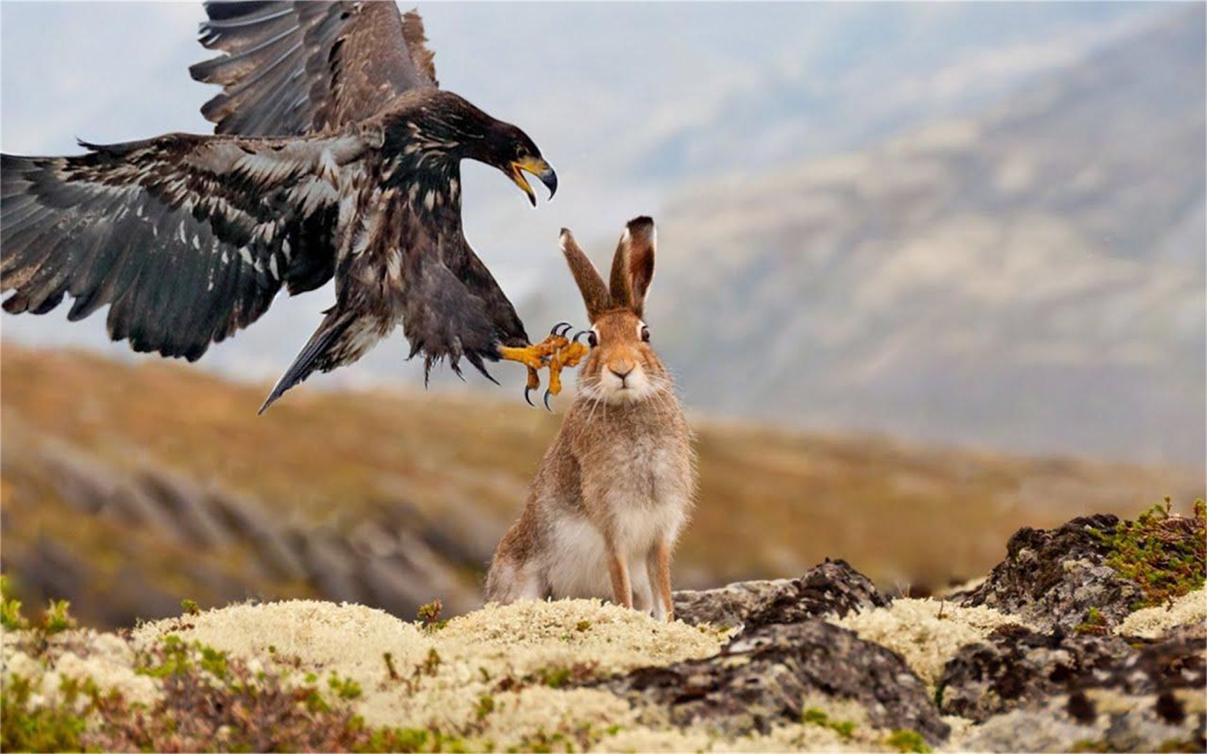 鹰攻击野兔在野外,千米高空俯冲能否成功,能否一击致命!