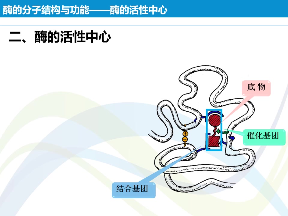 酶酶的分子结构与功能