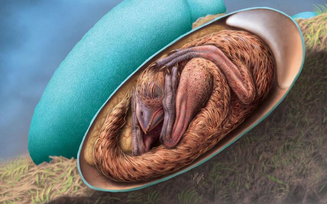 窃蛋龙宝宝科学家发现全球迄今为止最完整恐龙胚胎