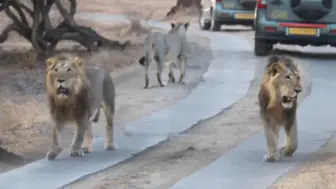 Descargar video: 亞洲獅|吉爾獅|印度獅|吉爾森林國家公園