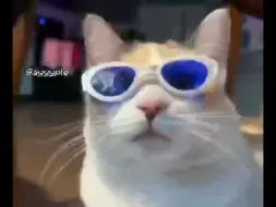 Download Video: 🐱🕶️