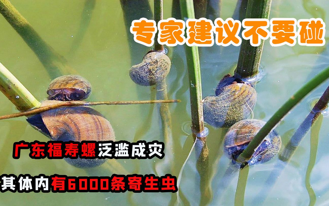 广东福寿螺泛滥,其体内寄生虫高达6000条,专家提醒不要乱吃!