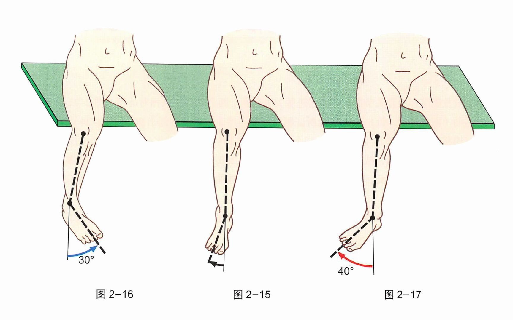 【骨关节功能解剖学】膝关节轴向旋转哔哩哔哩bilibili