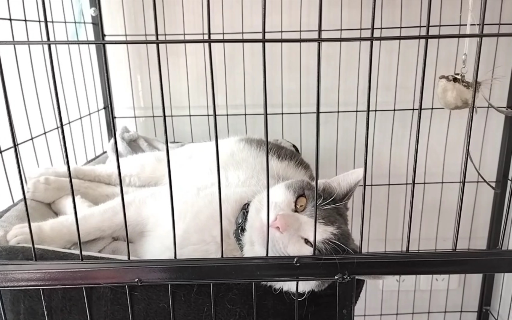 活动作品一只赖床小猫咪