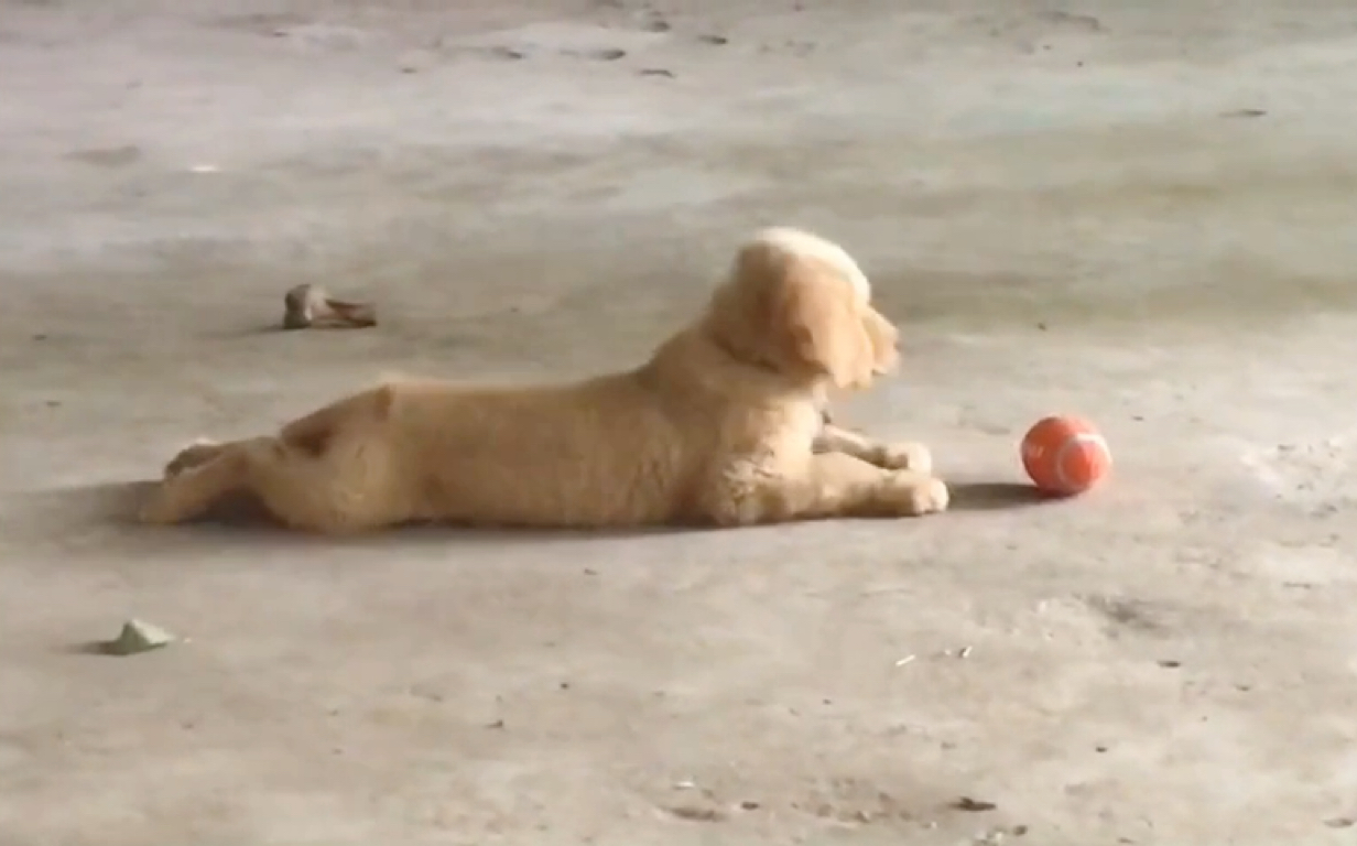 [图]丧家犬毛毛被好心姐姐收留，在马场过着幸福惬意的新生活