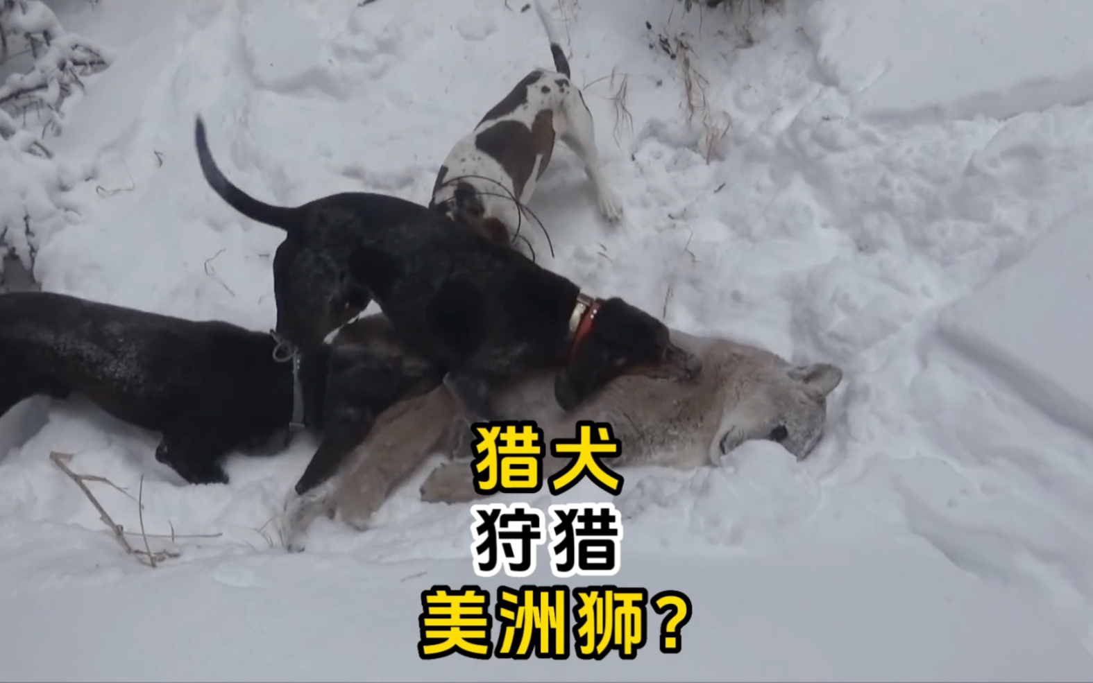 冰天雪地中,猎人和猎犬包围了一头美洲狮.哔哩哔哩bilibili