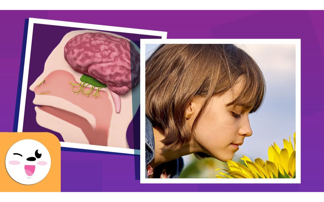 the sense of smell for kids - compilation video - sense organs