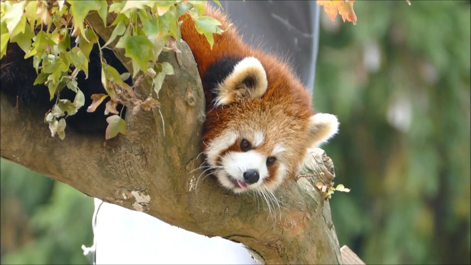 熊头搁在树丫上,太可爱了