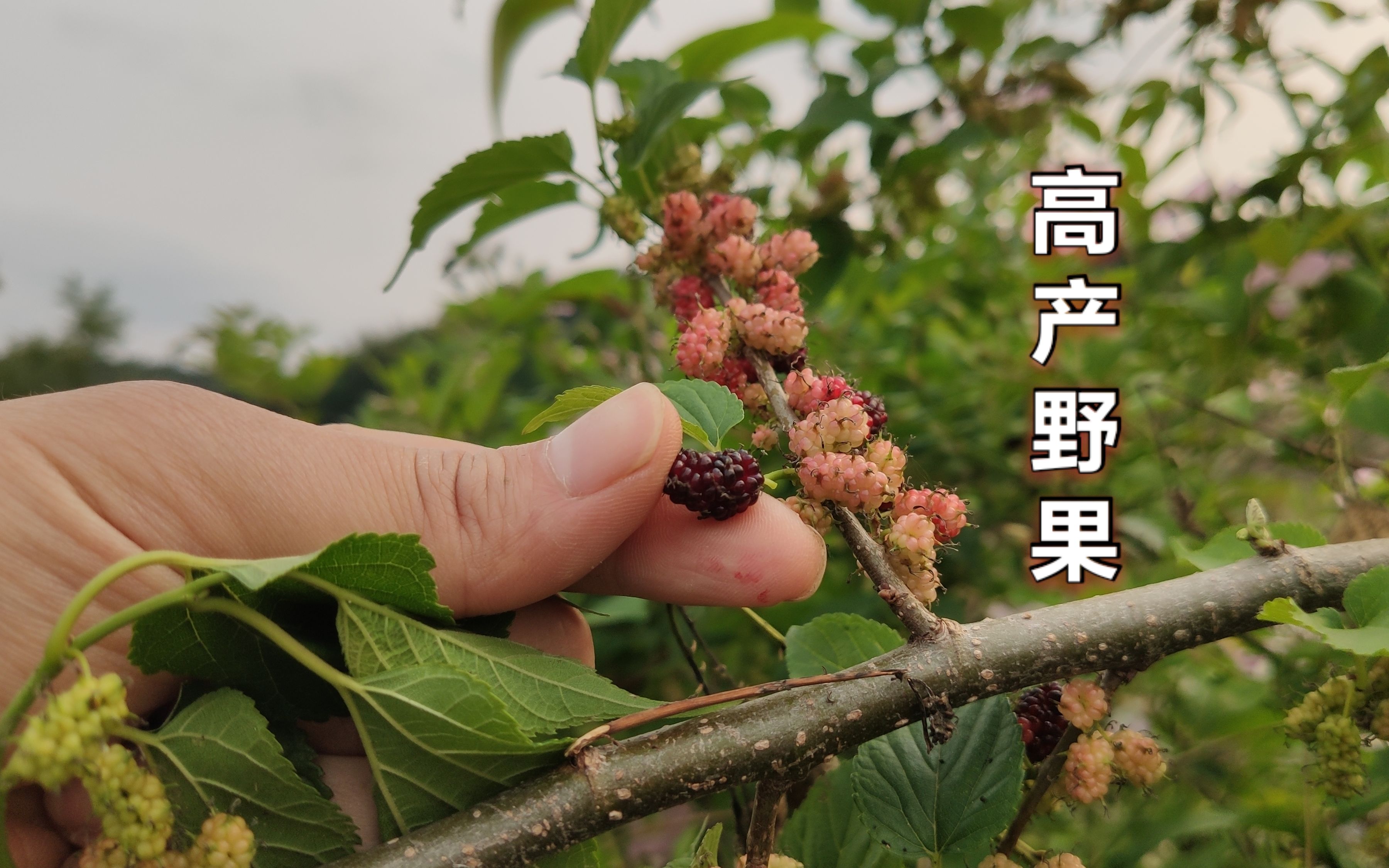 小河边野桑葚长满一树,非常高产,摘得很是过瘾
