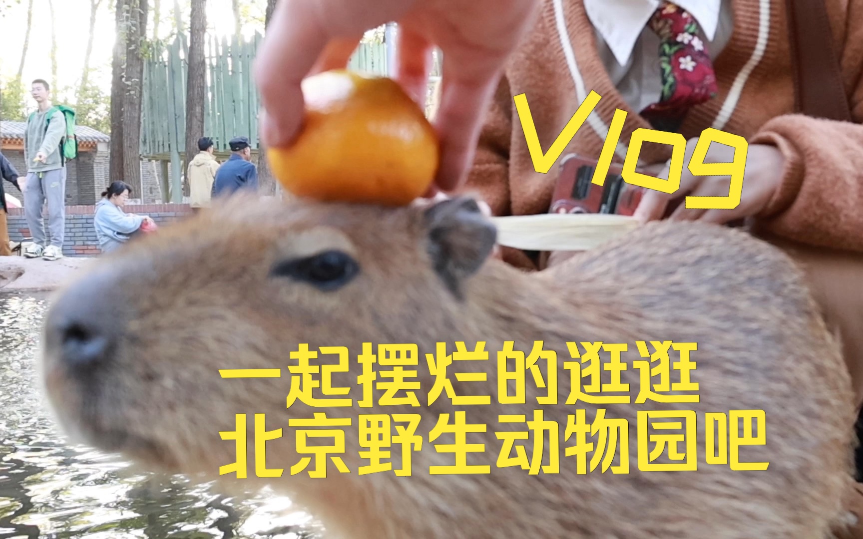 【摆烂vlog】北京野生动物园一日游哔哩哔哩bilibili