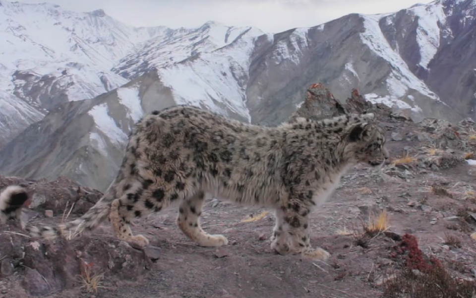 bilibili.com/tag/锷ㄧ墿鍦/ 动物圈 5 0 -1 0 0  www.bilibili.