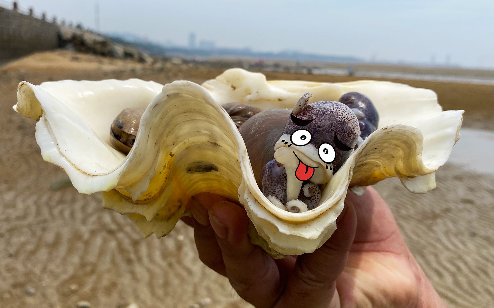 大齐起早去抓开心鱼,发现一个帝王贝壳,用它装了两只小萌萌