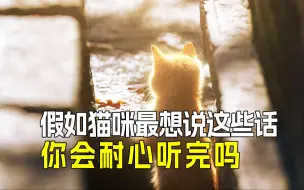 Télécharger la video: 🐱猫咪的七句话：它们的心声你听懂了吗❓