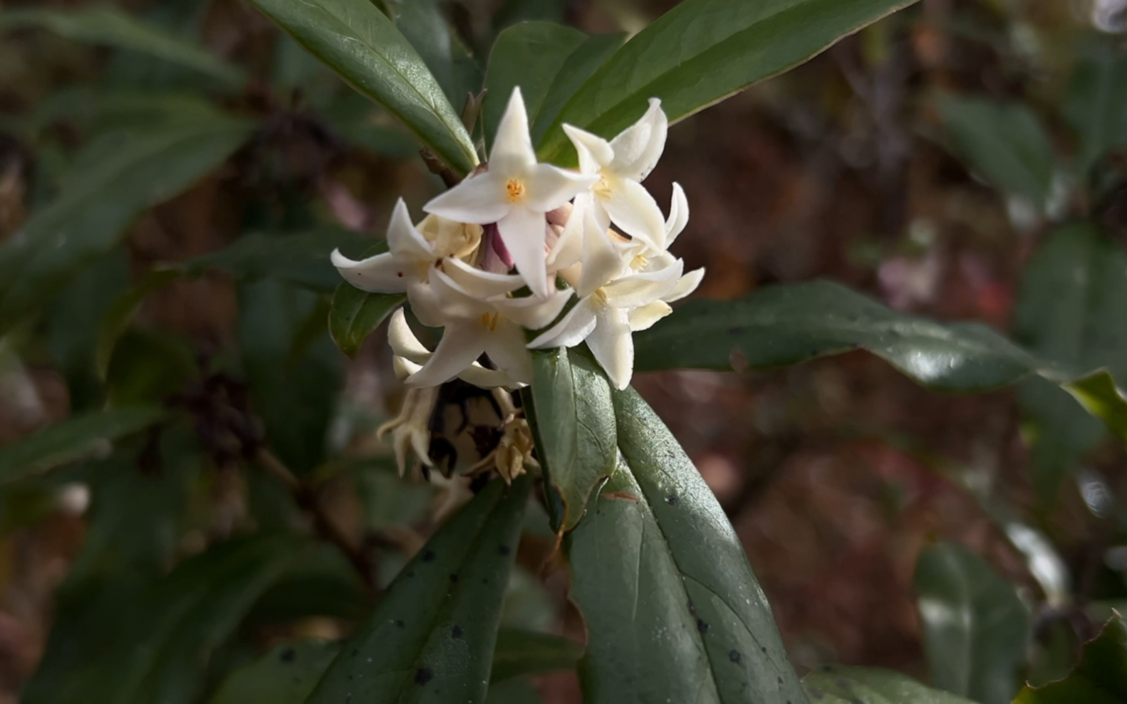 西藏植物記錄之林芝植物-藏東瑞香(瑞香科瑞香屬)
