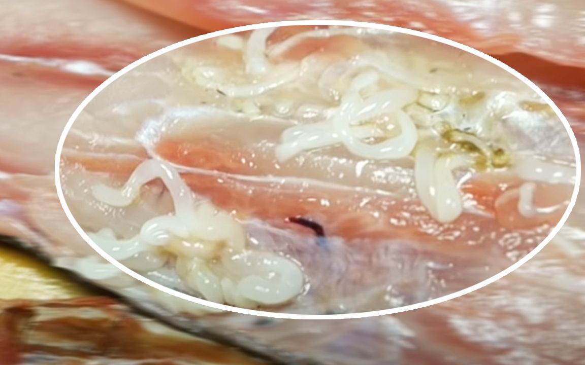 透明鱼寄生虫图片