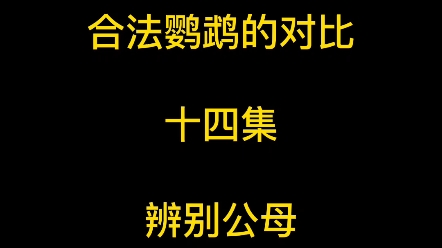 合法鹦鹉的对比 十四集 辨别公母哔哩哔哩bilibili