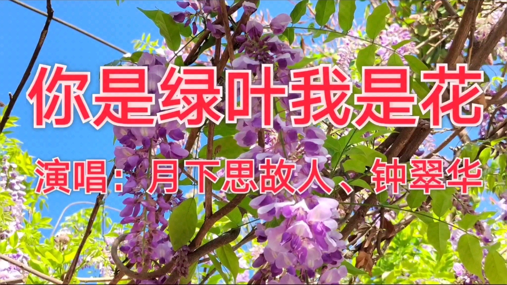 [图]花儿为绿叶开，深情的绿叶陪伴着鲜花，花儿绿叶是一家，请欣赏最好听的歌曲《你是绿叶我是花》