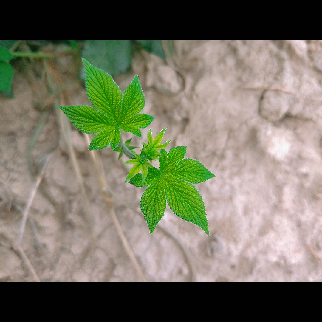 植物,户外,静态美景,特写.