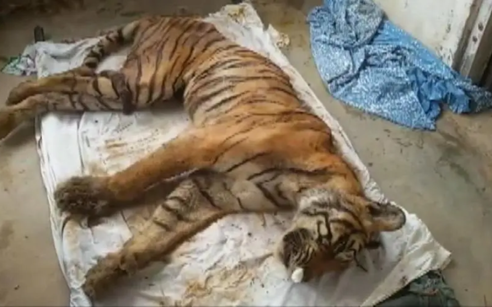 从牢虎身上剥夺的鞭子图鉴