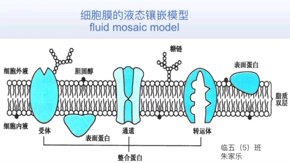 《郑七学客》 细胞膜的液态流动镶嵌模型哔哩哔哩bilibili