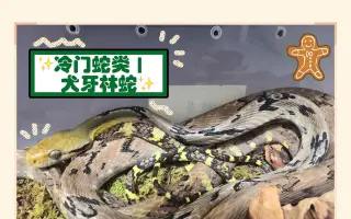 分享|冷门蛇类：犬牙林蛇犬齿猫蛇参上！分享爬宠（宠物蛇）的短视频~新的呈现风格哟*~*