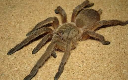 敬钊缨毛蛛喂食_哔哩哔哩_bilibili