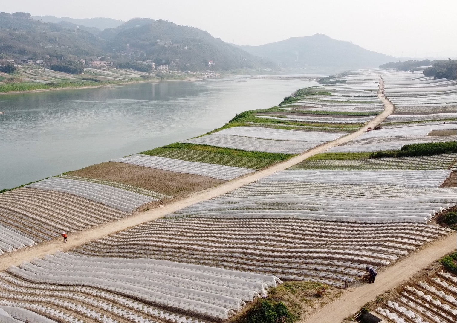 春天的重庆巴南长江中坝岛,就像一幅写在大地上的诗篇