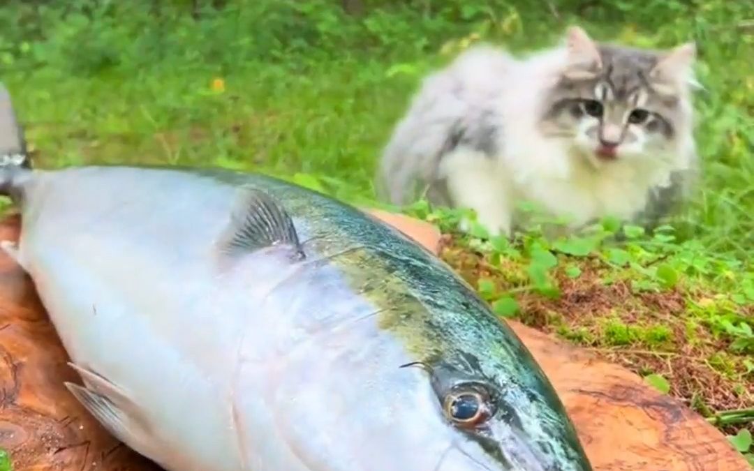 河里打了条鱼就近烤了 | 石板烤鱼山野风味 给猫猫狗狗也来一口 自制调料哔哩哔哩bilibili