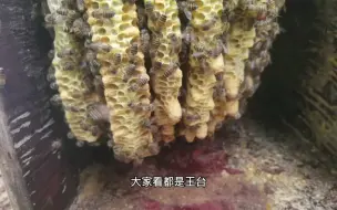 Video herunterladen: 去山上割土蜂蜜，打开蜂箱发现十几王台，大半都出了