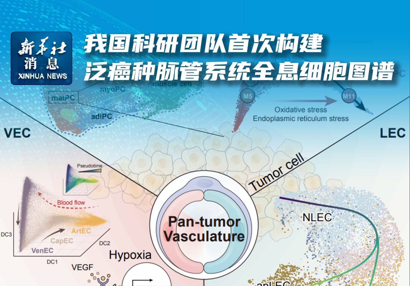 新华社消息|我国科研团队首次构建泛癌种脉管系统全息细胞图谱哔哩哔哩bilibili