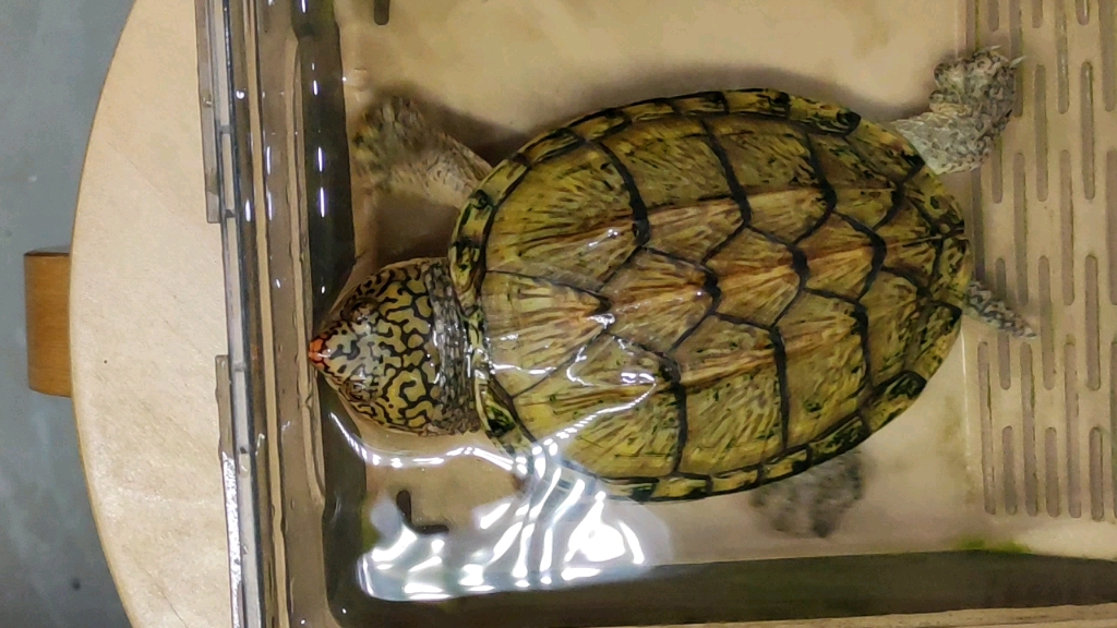 萨尔文蛋龟饲养环境图片