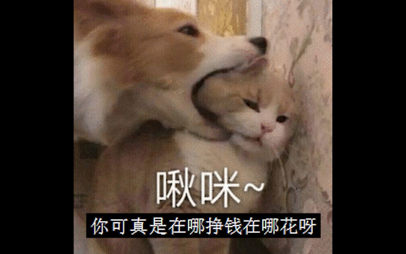 假如表情包会说话哔哩哔哩bilibili