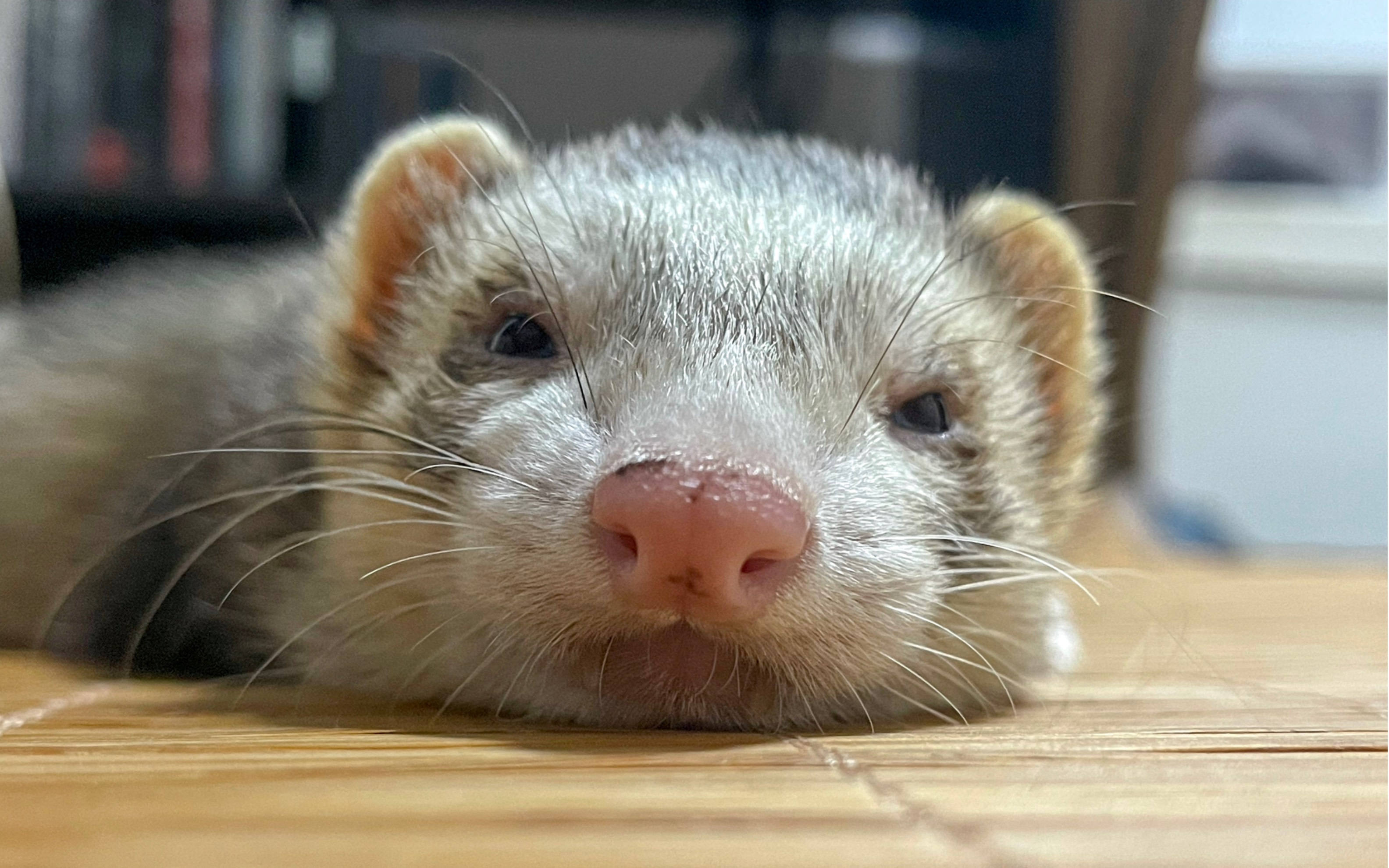 傻貂网友的睡梦罗汉拳