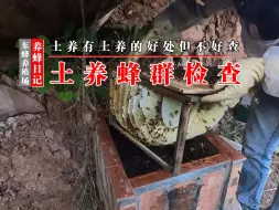 Download Video: 中蜂土养的优点和缺点：无需管理，发展快，但难以检查