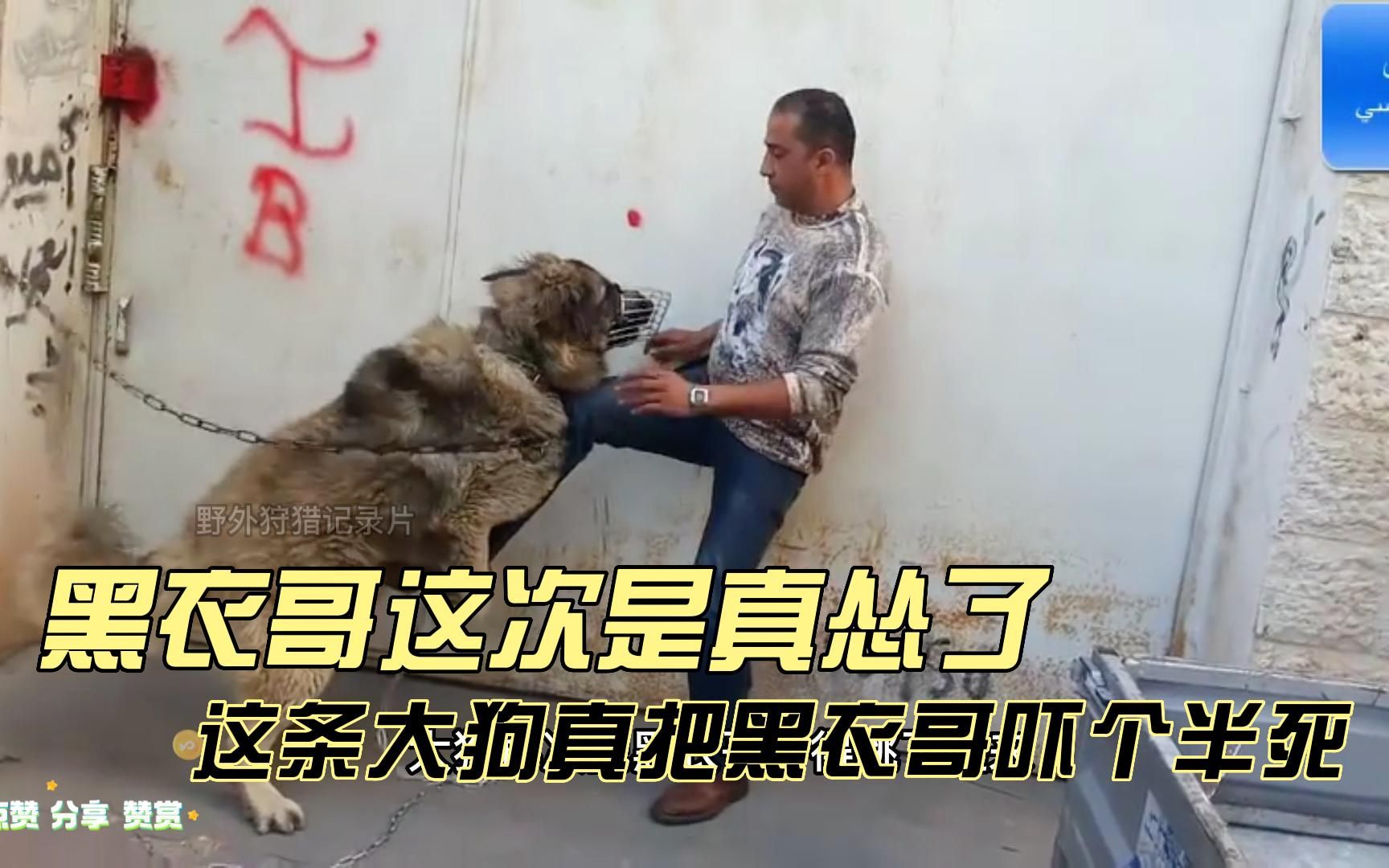 [图]这条大狗太凶了，直接把训犬师都吓怕了，训练过程惊险又好笑