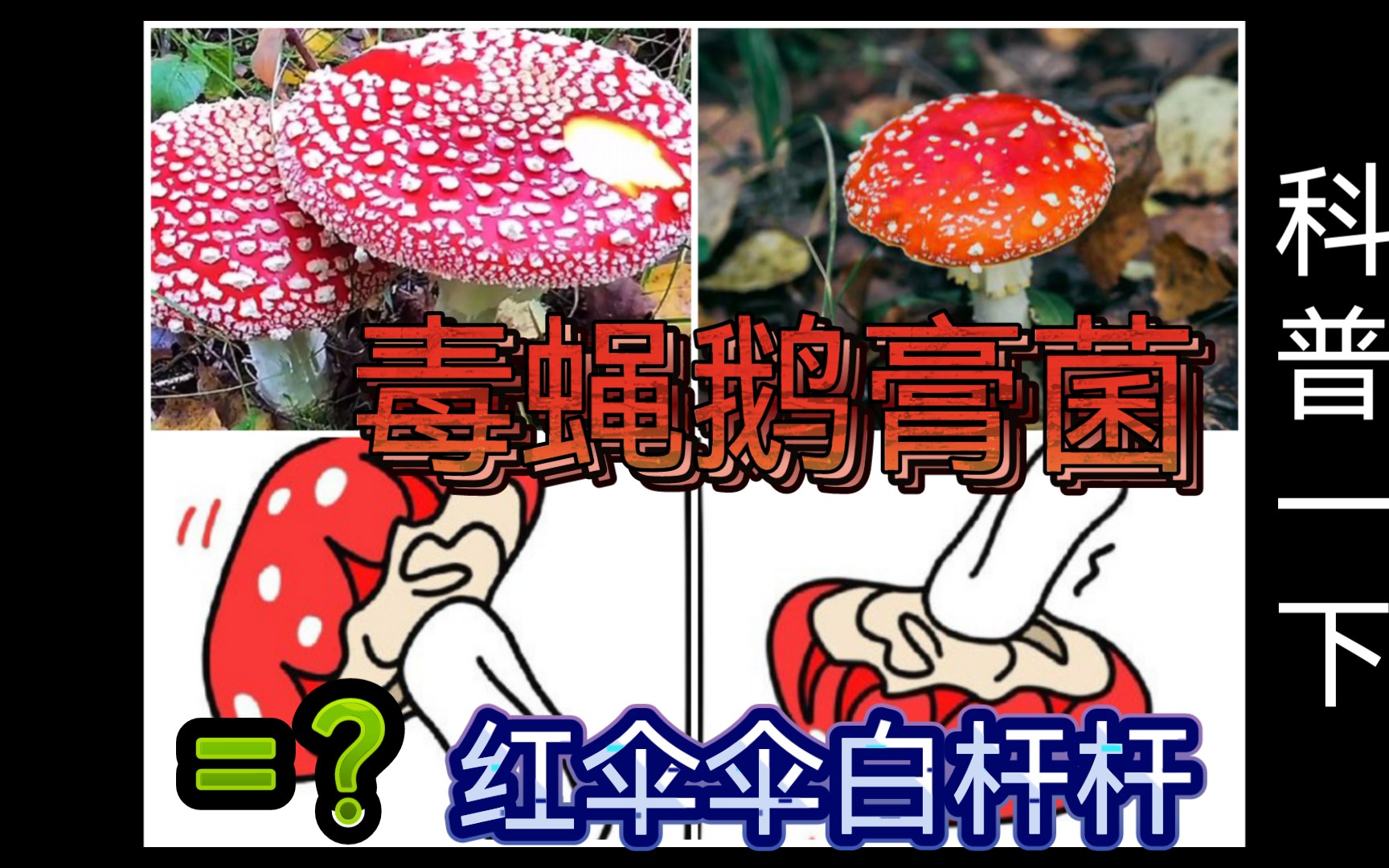 毒蝇鹅膏菌到底是不是红伞伞白杆杆这位大咖呢哔哩哔哩bilibili